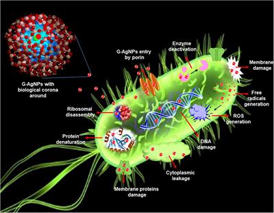 Strong Antimicrobial Activity of Silver Nanoparticles Obtained by the Green Synthesis in Viridibacillus sp. Extracts